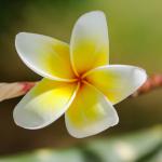 Óleo de monoi nos cuidados capilares - produto fantástico e fragrante do Taiti