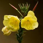 Óleo de onagra - o poder embelezante  das flores amarelas