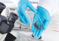 Anatomia capilar. Parte 2 - Estrutura da haste capilar