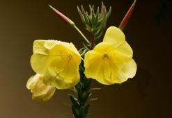Óleo de onagra - o poder embelezante  das flores amarelas